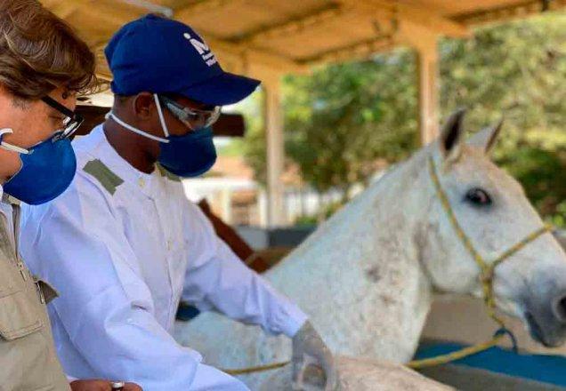 Soro com anticorpos de cavalo é 50 vezes mais potente contra Covid-19