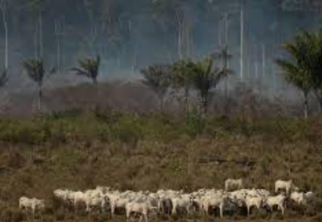 Pastagens na floresta acabaram com 8% da Amazônia nos últimos 18 anos