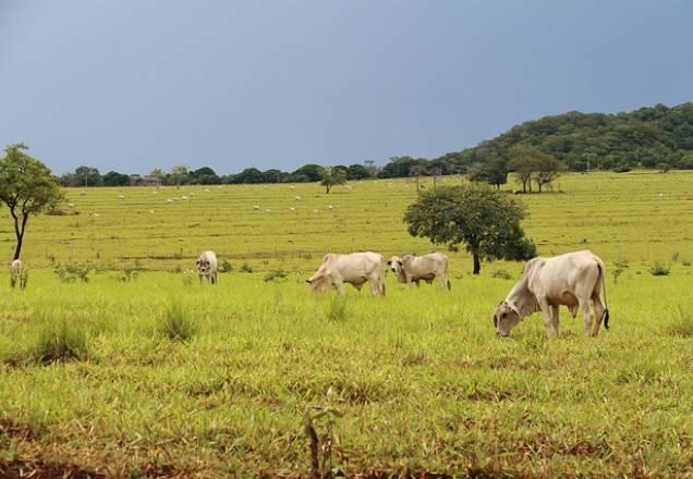 Agronegócio é principal causa de conflitos por território na Amazônia