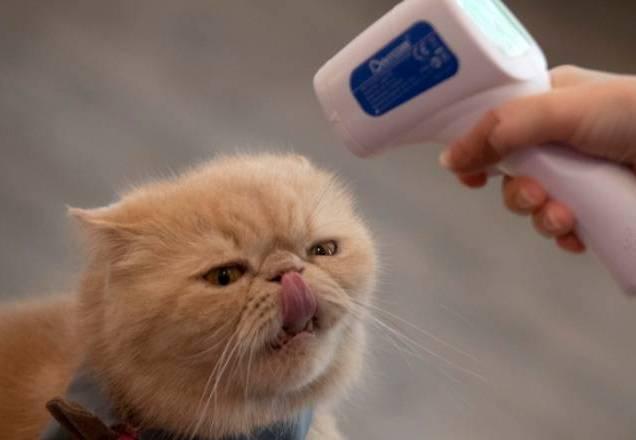 Brasil tem primeiro caso de gata infectada com coronavírus