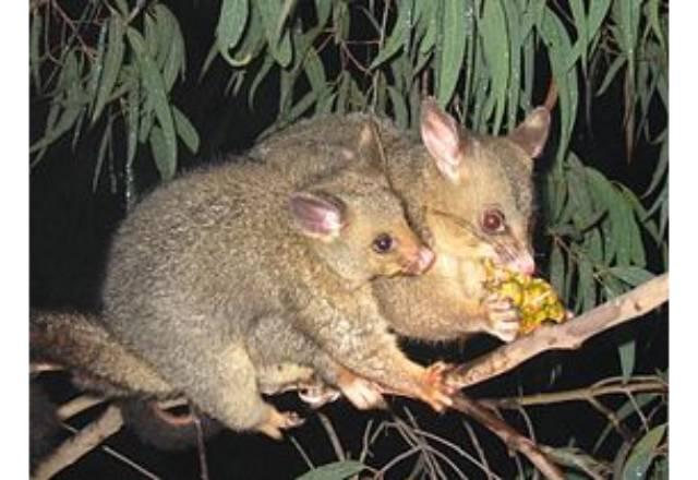 Austrália em alerta com bactéria comedora de carne