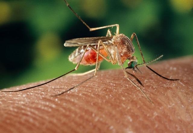 Vírus do Nilo Ocidental é detectado em Minas Gerais pela primeira vez