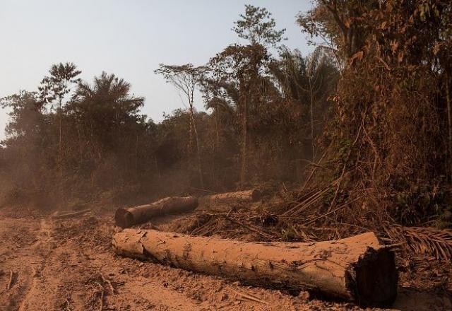 Operação da PF sobre meio ambiente mirou 5 madeireiras e 9 servidores