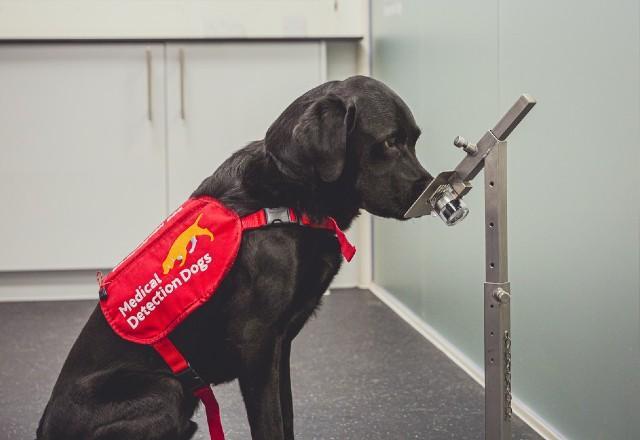 Especialistas explicam como cães podem identificar casos da covid-19