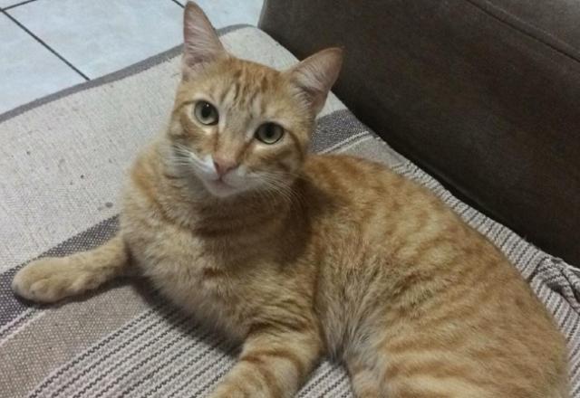 Homem é preso por matar gato a pedrada na Serra (ES)