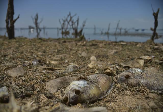 Saiba os efeitos das mudanças climáticas no Brasil e como reduzir danos