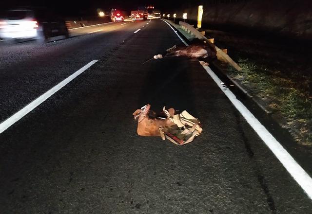 Homem e cavalo morrem após atropelamento em trecho da via Dutra