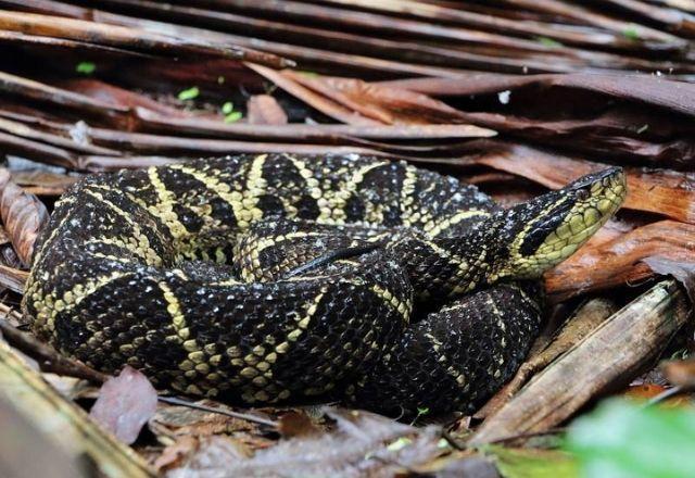 Veneno de cobra brasileira inibe até 75% da reprodução do coronavírus