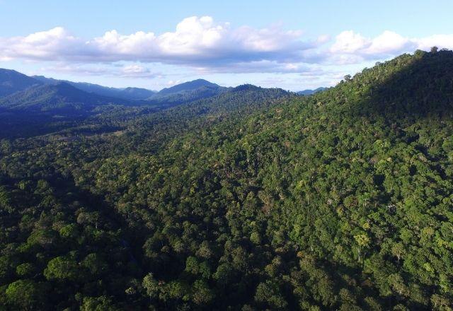 Mata Atlântica possui preservação de apenas 25,8%, aponta MapBiomas