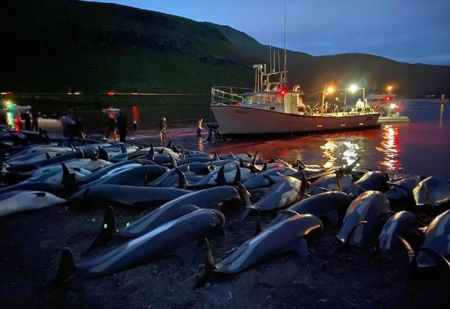 Quase 1500 golfinhos foram mortos em dia de caça nas Ilhas Faroé