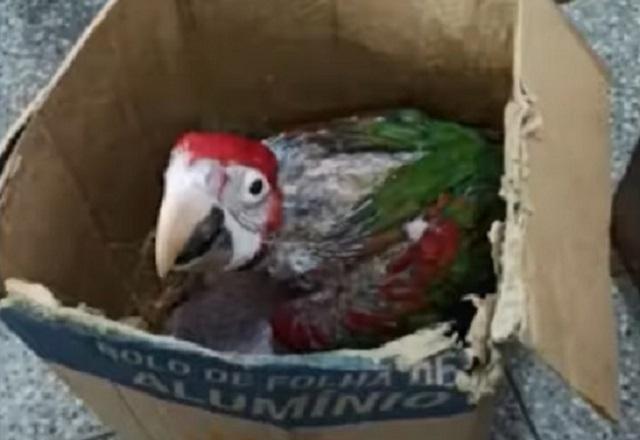 Operação resgata mais de 200 filhotes de aves no MS