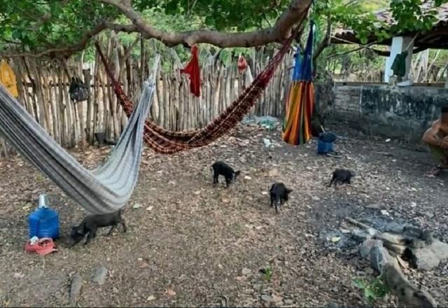 Trabalhadores resgatados em situação de escravidão viviam com porcos