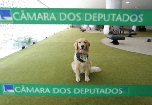 Golden Retriver treina para atuar na segurança da Câmara; veja fotos