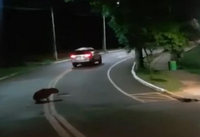 Motorista que atropelou capivaras no PR é preso por tráfico