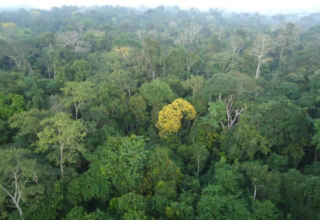 Deputados questionam governo sobre lei de incentivo ao meio ambiente