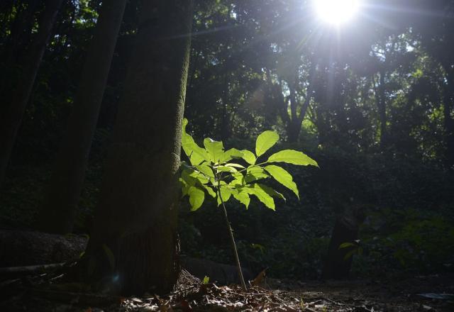 "Falta transparência", diz porta-voz da WWF sobre medição de carbono