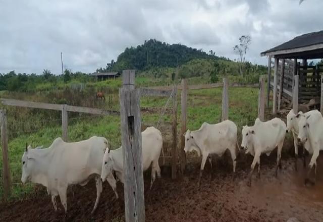 Casos suspeitos no Rio de Janeiro não são de vaca louca