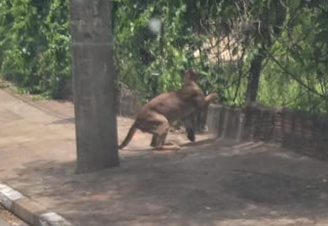 Onça-parda é flagrada em parque de Presidente Prudente; assista