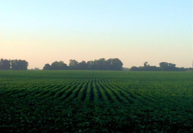 União Europeia proibirá commodities de áreas desmatadas