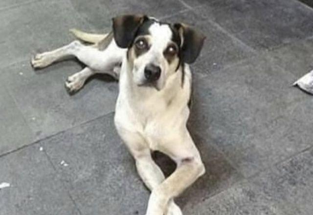 ONG prepara inauguração de estátua do cachorro Manchinha em Osasco