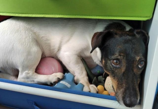 Fogos de artifício trazem preocupação à donos de pets durante o réveillon