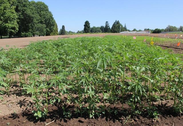 Compostos da Cannabis podem prevenir infecção por coronavírus, diz estudo