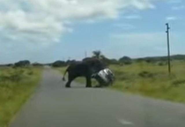 Elefante vira carro de ponta-cabeça com família dentro; veja vídeo