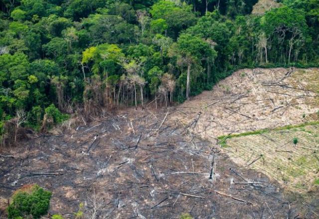 Desmatamento reduz em 90% habitat de animais silvestres no país