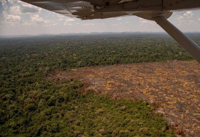 Desmatamento contínuo projeta Amazônia com déficit de biodiversidade