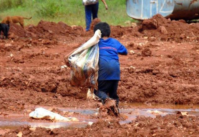 Estudo mostra alternativa para acelerar restauração de florestas