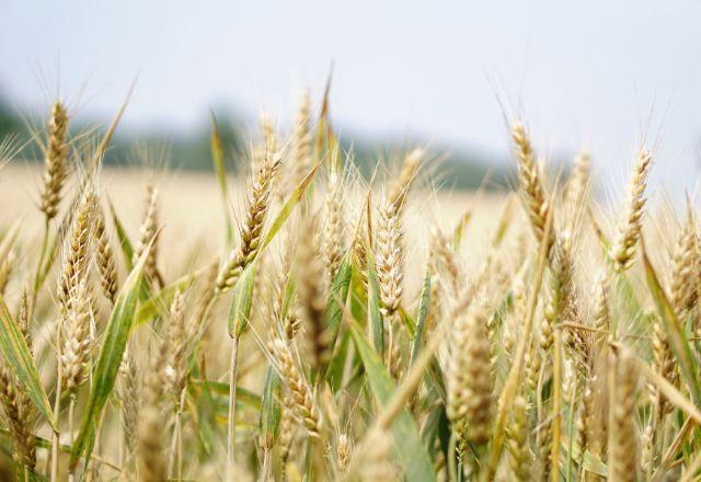 Guerra na Ucrânia faz preços do trigo, milho e óleos vegetais dispararem