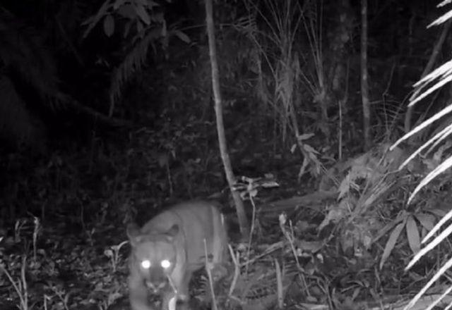 Onça-parda é vista em área onde era considerada extinta