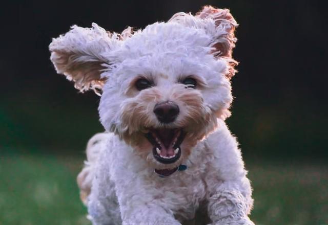 Homem cancela casamento após descobrir que mulher quase matou cachorro