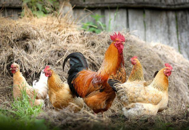 Galinhas entram em confinamento após surto de gripe aviária