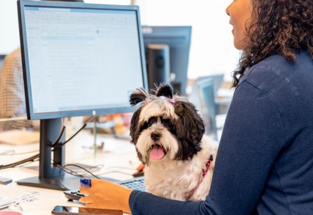 Pet com crachá: empresas ampliam benefícios para quem tem cão e gato