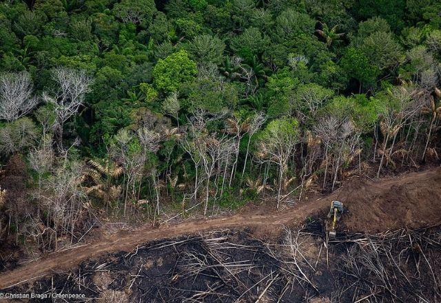 Desmatamento na Mata Atlântica cresce 66% em um ano, diz pesquisa