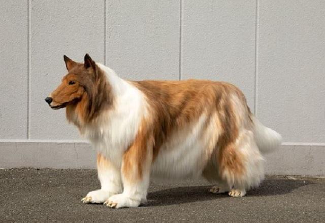 Japonês gasta quase R$ 75 mil para se "tornar" cachorro da raça Collie