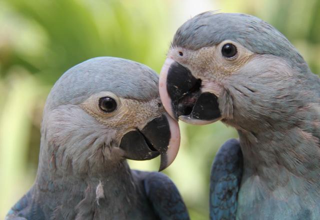 Depois de 20 anos, ararinha-azul volta para natureza