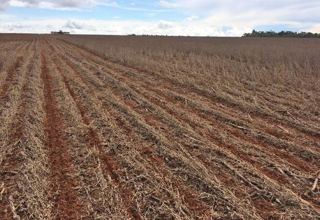 Safra de soja: Paraná e Rondônia iniciam vazio sanitário na sexta (10.jun)