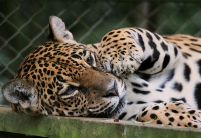 Nina, onça-pintada mais velha do Brasil morre aos 25 anos em Brusque (SC)