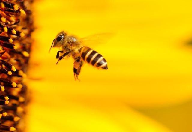 Agro: União Europeia pode reduzir uso de pesticidas pela metade