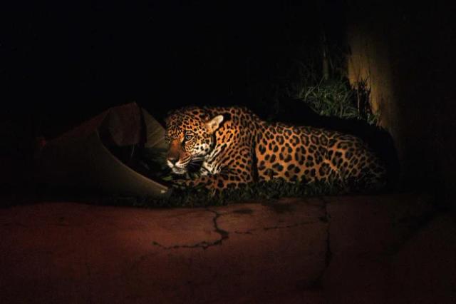 Zoológico de São Paulo abre para experiência noturna