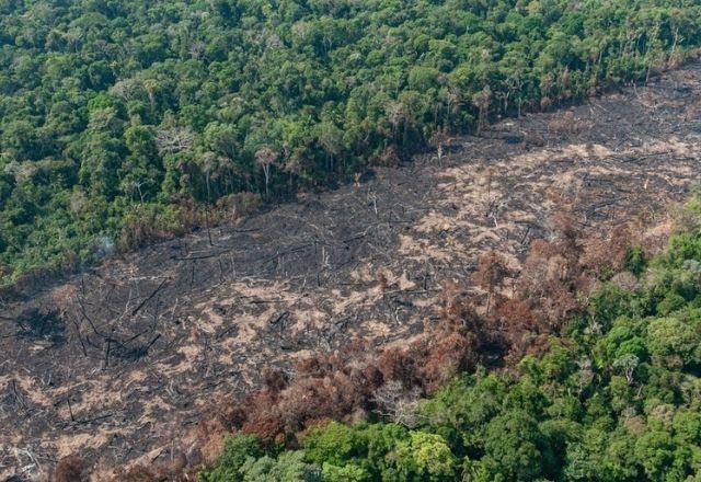 Amazônia registra pior primeiro semestre em desmatamento desde 2004