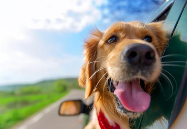 Cidades com acomodações Pet Friendly se tornam tendência no turismo