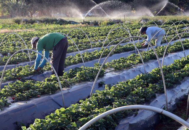 Pequenos produtores podem quitar dívidas com desconto de até 95%