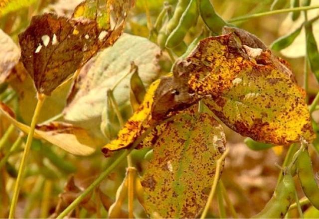 FPA tenta reverter decisão sobre carbendazim, ativo de agrotóxicos