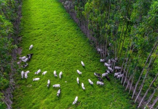 Governo lança plano para reduzir emissões de carbono no agro