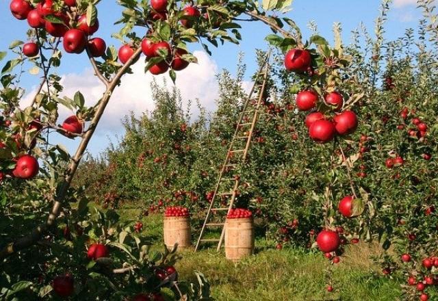 Governo publica 50 novos defensivos agrícolas no Diário Oficial