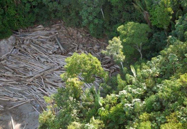 Dia Mundial da Amazônia: bioma perde 12% de florestas em 37 anos