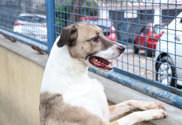 Cerca de 40  cães já morreram após consumirem alimentos contaminados